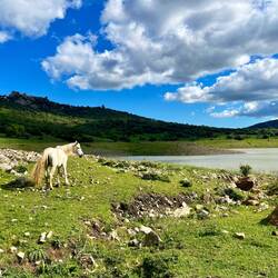 Am See selbst grasen vier Pferde, von denen ich mich ein bisschen angax 🫣