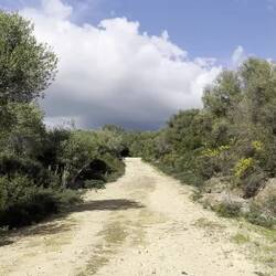 Das Mufflon ist nur schwer am Video zu erkennen.