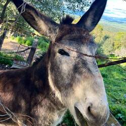 Zu guter letzt kam noch ein Esel zu seinen Streicheleinheiten und etwas frischem Gras.