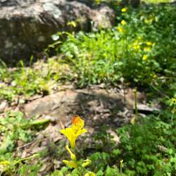 Am Weg nach unten tummeln sich Gelbe Aurorafalter..