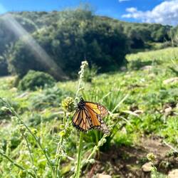 ..und hunderte Monarchfalter.