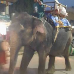 In Sauraha on the street