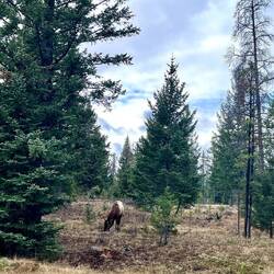 Wildlife on the way to Maligne Canyon