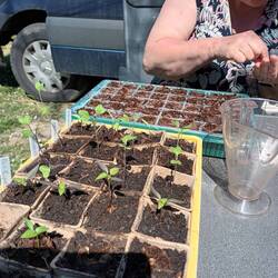 Dann vooorsichtig Samen entnehmen
