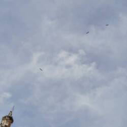 4 Störche, einer im Nest, 3 in der Luft