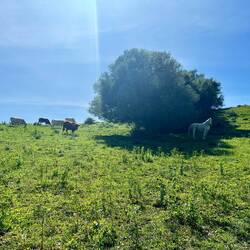 Andere haben wiederum enorm viel Platz - sehr gegensätzlich was Tierwohl in Andalusien betrifft.