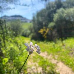 ..blumigen Seite (Rosenlauch).