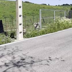 Leider finden sich am Wegesrand unglaublich viele (beschäftigungslose) Wachhunde und selbst..