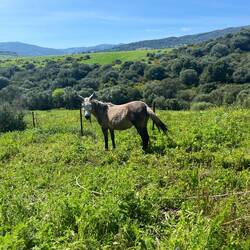 ..ein am Strick befestigtes, einsames Pferd 🙁