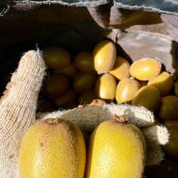 Alles gelbe Kiwis