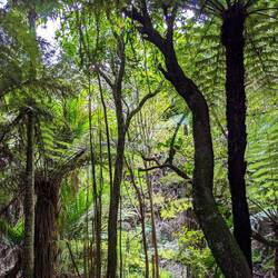 Fern tree trail