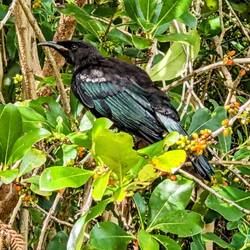 This Tui was not afraid of us!