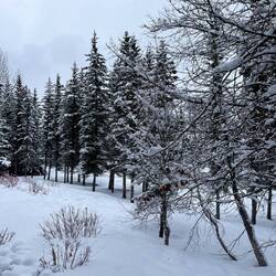 From the hotel side door at Lake Louise