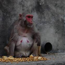 Monkey at Monkey Temple