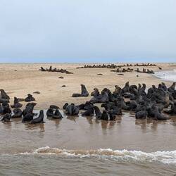 Robbenkolonie am Pelikan-Point
