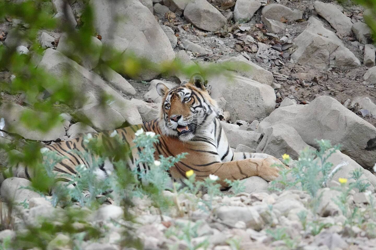 Tiger