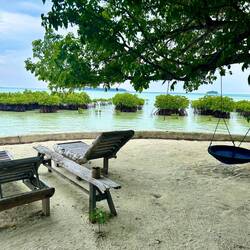 Mangroven anpflanzen, Korallen züchten