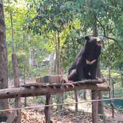 Neben dem Fluss gibt es u.a. eine Rettungsstation für Bären, die vor Wilderei gerettet wurden.