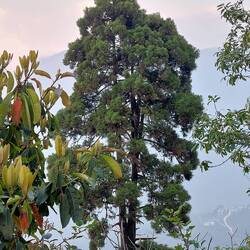 Ein Krüppel davon wächst im Garten in Odenthal
