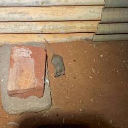 Ein kleiner Mitbewohner im Cookhouse: Eine Fat tailed Dunnart Mouse