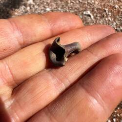 Eine alte Patronenhülse