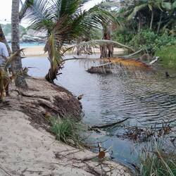 In diesem Teich schwimmt ein Krokodil. Findest Du es?
