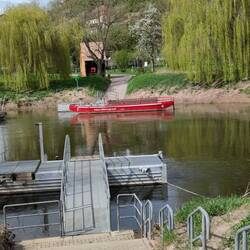 Gierfähre Blütengrund