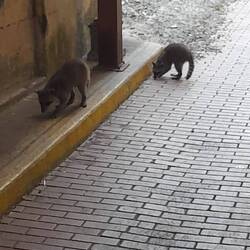 Neben Hunden und Katzen:hier auch Waschbären.