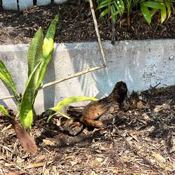 Hühner überall in Key West