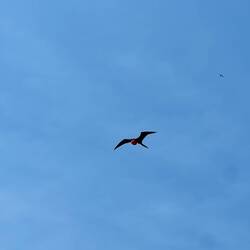 Ein männlicher Fregattvogel