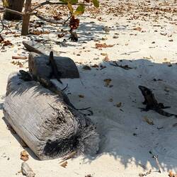 Die haben sich auch einen Schirm reserviert