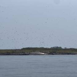 Viele Vögel auf der Insel - aber wirklich VIELE