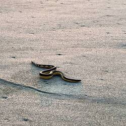 🐍