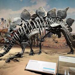 A Stegasaurus