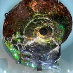 Ammonite - my favourite thing in the museum
