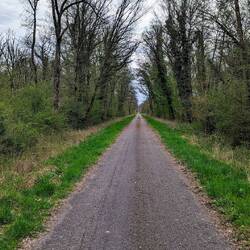 Riding through the forests of Hardt, teeming with sounds