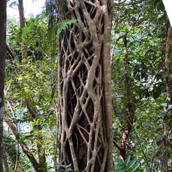 Die Natur ist einfach kreativ