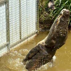 Hier im Sprung bei der Fütterung