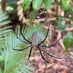 So eine schöne Spinne