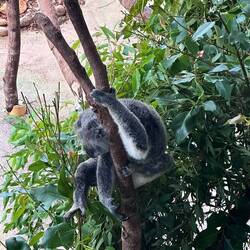 Sie schlafen bis zu 22 Stunden am Tag, in den aberwitzigsten Positionen