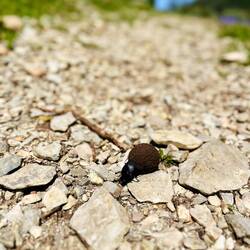 ..Mistkäfer eine ordentliche Arbeit.