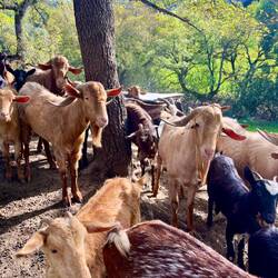 ..mit eingepferchten Ziegen entdeckte.