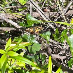 Hier verrichten Ritterfalter und..