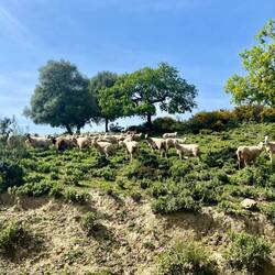 ..Schafen, die schöne Landschaft bewohnen.