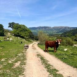 ..einigen Kühen und..