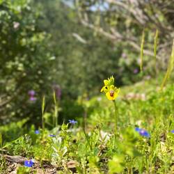 Die Gelbe Ragwurz war dann leider der letzte schöne Anblick,..