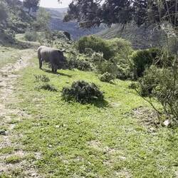 ..neugierige Eber, der mit seiner Herde,..