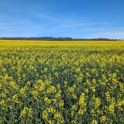 Fields of gold