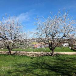 Mariastein trees are in a raging blossom