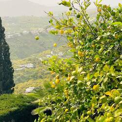 Zitronen 🍋🍋🍋